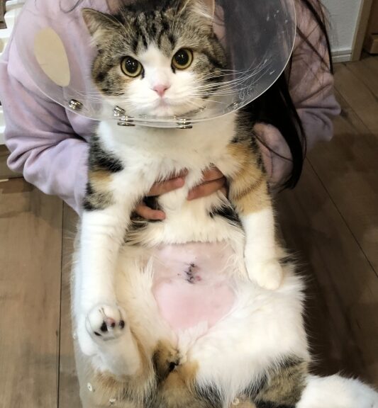 猫避妊手術後|注意点とケア 1 e78cabe981bfe5a68ae6898be8a193e5be8cefbd9ce6b3a8e6848fe782b9e381a8e382b1e382a2