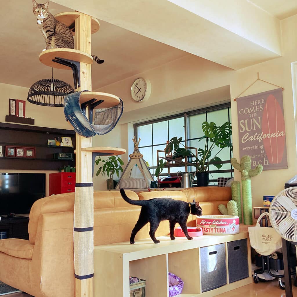 猫部屋おしゃれ:猫と暮らすおしゃれな部屋作り 5 e78cabe983a8e5b18be3818ae38197e38283e3828cefbc9ae78cabe381a8e69aaee38289e38199e3818ae38197e38283e3828ce381aae983a8e5b18be4bd9ce3828a