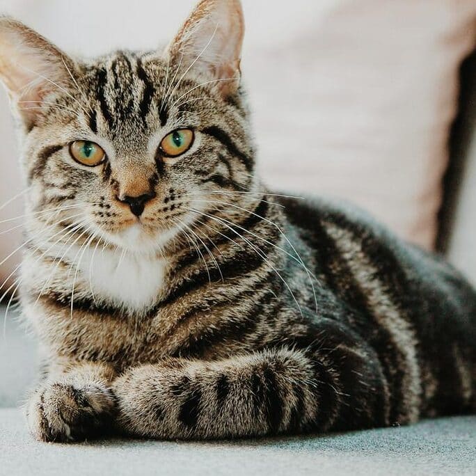 猫酢:猫が酢を舐めるとどうなる?危険性と注意点 5 e78cabe985a2efbc9ae78cabe3818ce985a2e38292e88890e38281e3828be381a8e381a9e38186e381aae3828befbc9fe58db1e999bae680a7e381a8e6b3a8e6848f