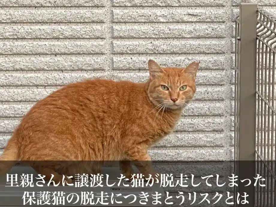猫里親うざい: トラブル事例と対処法 8 e78cabe9878ce8a6aae38186e38196e38184 e38388e383a9e38396e383abe4ba8be4be8be381a8e5afbee587a6e6b395