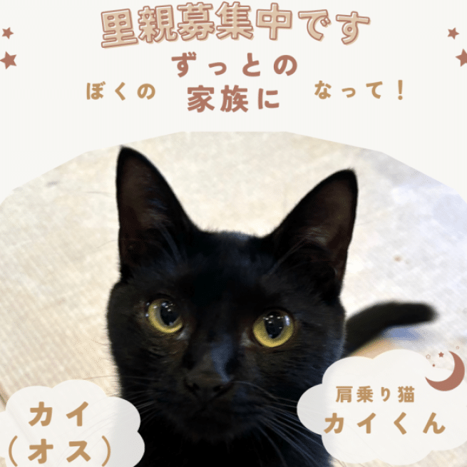 猫里親大阪: 里親になれる猫カフェや保護団体 5 e78cabe9878ce8a6aae5a4a7e998aa e9878ce8a6aae381abe381aae3828ce3828be78cabe382abe38395e382a7e38284e4bf9de8adb7e59ba3e4bd93