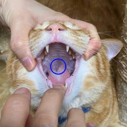 猫錠剤の飲ませ方:猫に錠剤を飲ませる方法 5 e78cabe98ca0e589a4e381aee9a3b2e381bee3819be696b9efbc9ae78cabe381abe98ca0e589a4e38292e9a3b2e381bee3819be3828be696b9e6b395