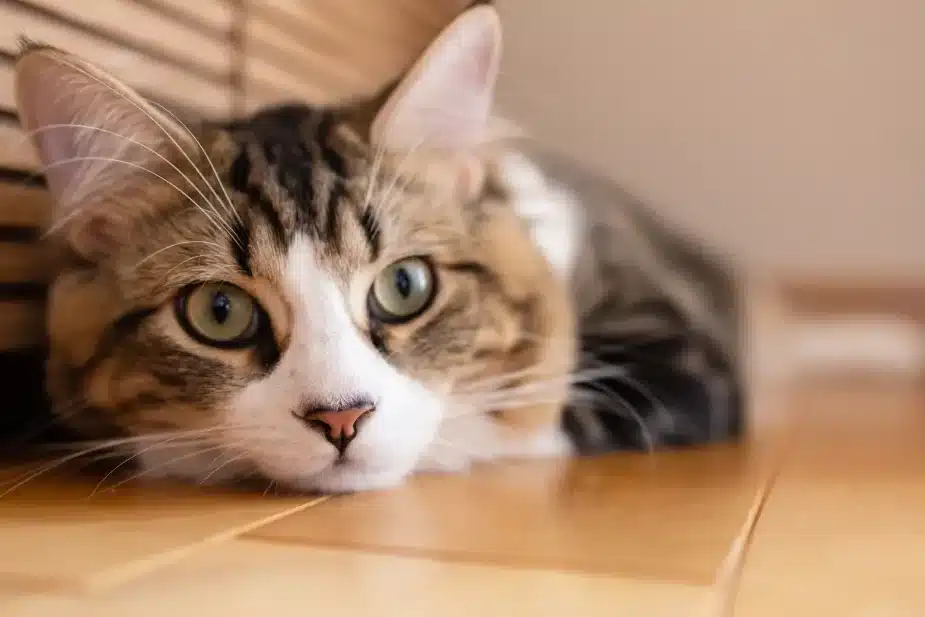猫鎮静剤:猫に鎮静剤を使うケースと注意点 5 e78cabe98eaee99d99e589a4efbc9ae78cabe381abe98eaee99d99e589a4e38292e4bdbfe38186e382b1e383bce382b9e381a8e6b3a8e6848fe782b9