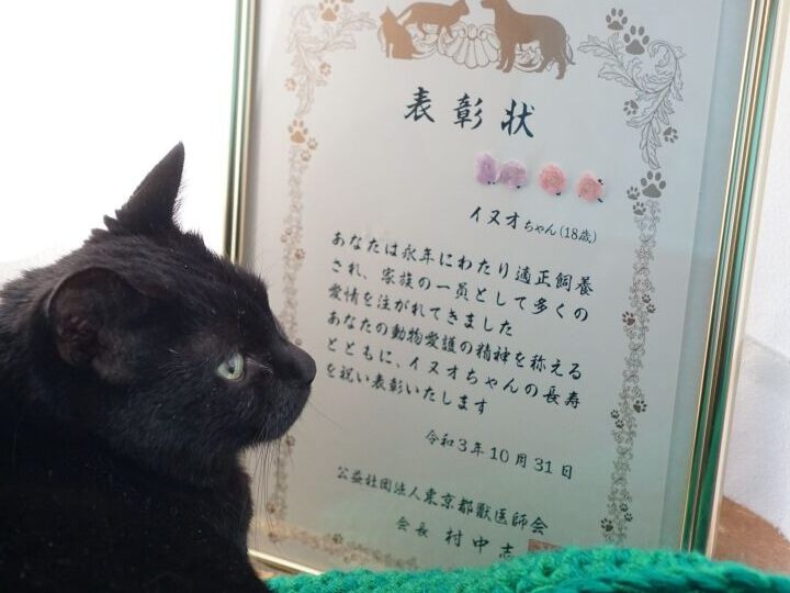 猫長寿表彰:長生き猫をお祝い!長寿表彰制度とは 5 e78cabe995b7e5afbfe8a1a8e5bdb0efbc9ae995b7e7949fe3818de78cabe38292e3818ae7a59de38184efbc81e995b7e5afbfe8a1a8e5bdb0e588b6e5baa6e381a8