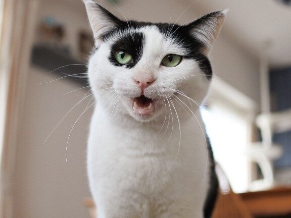 猫雑種|個性豊かな雑種の猫たち 1 e78cabe99b91e7a8aeefbd9ce5808be680a7e8b18ae3818be381aae99b91e7a8aee381aee78cabe3819fe381a1