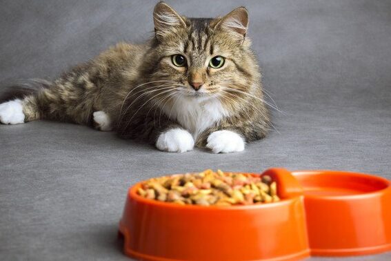 猫雑食:猫は雑食?肉食?正しい食事について 5 e78cabe99b91e9a39fefbc9ae78cabe381afe99b91e9a39fefbc9fe88289e9a39fefbc9fe6ada3e38197e38184e9a39fe4ba8be381abe381a4e38184e381a6