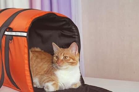 猫電車: 猫と一緒に乗車できる電車 5 e78cabe99bbbe8bb8a e78cabe381a8e4b880e7b792e381abe4b997e8bb8ae381a7e3818de3828be99bbbe8bb8a