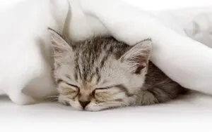 猫震える: 寒さ以外の原因と対処法 9 猫震える: 寒さ以外の原因と対処法