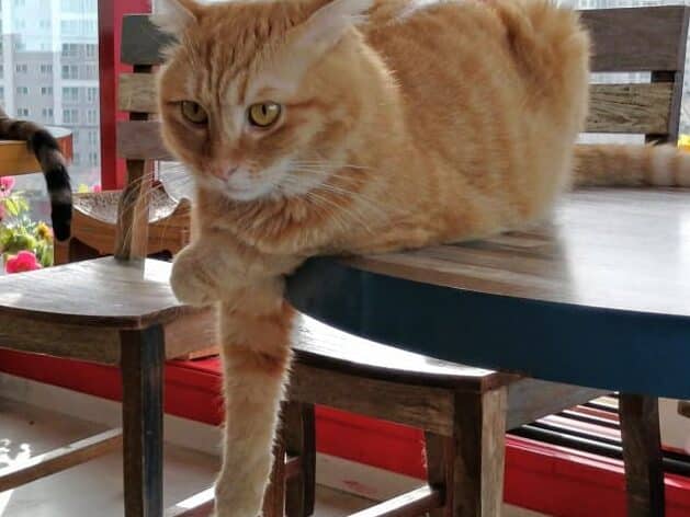 猫韓国: 韓国の猫カフェ事情 5 e78cabe99f93e59bbd e99f93e59bbde381aee78cabe382abe38395e382a7e4ba8be68385