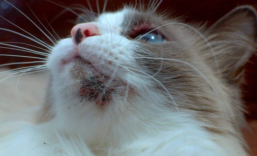 猫顎ニキビ取り方:猫の顎ニキビ、自分で取っていいの? 5 e78cabe9a18ee3838be382ade38393e58f96e3828ae696b9efbc9ae78cabe381aee9a18ee3838be382ade38393e38081e887aae58886e381a7e58f96e381a3e381a6