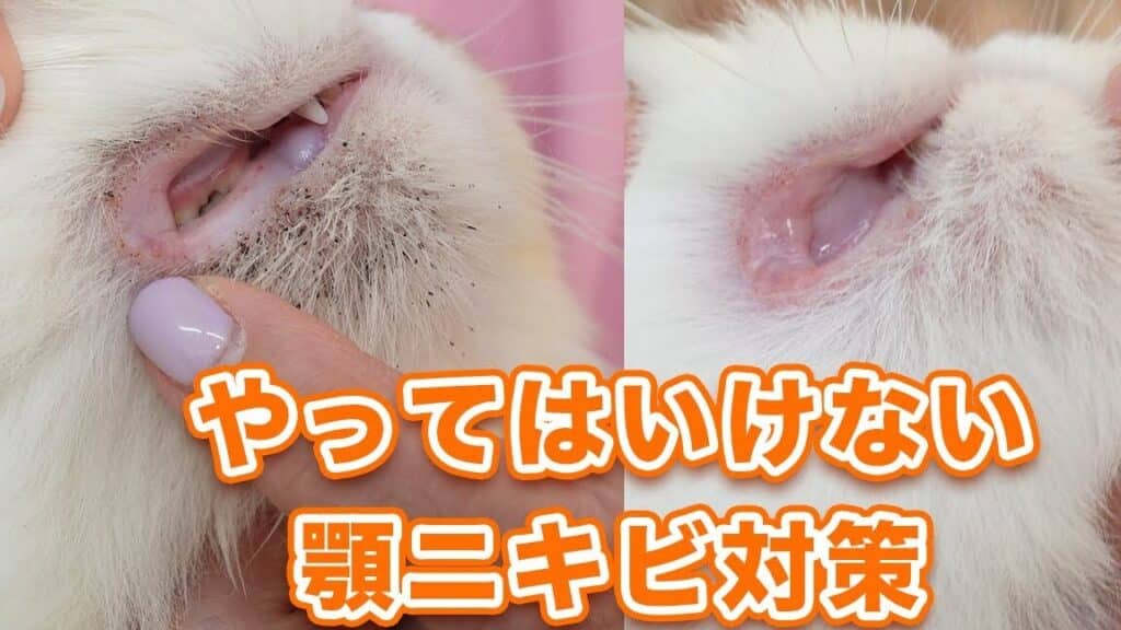 猫顎ニキビ治し方:猫の顎ニキビを治す方法 5 e78cabe9a18ee3838be382ade38393e6b2bbe38197e696b9efbc9ae78cabe381aee9a18ee3838be382ade38393e38292e6b2bbe38199e696b9e6b395