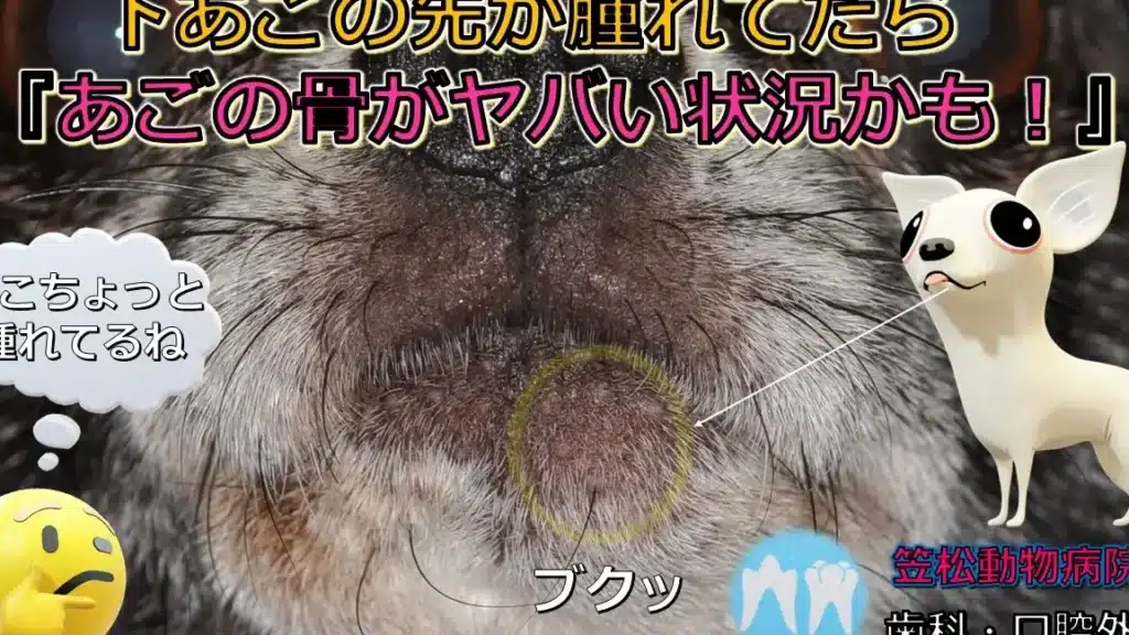 猫顎腫れ:猫の顎が腫れている!考えられる原因 5 e78cabe9a18ee885abe3828cefbc9ae78cabe381aee9a18ee3818ce885abe3828ce381a6e38184e3828befbc81e88083e38188e38289e3828ce3828be58e9fe59ba0