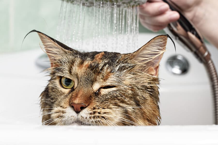 猫風呂: 猫を入浴させる方法と注意点 8 e78cabe9a2a8e59182 e78cabe38292e585a5e6b5b4e38195e3819be3828be696b9e6b395e381a8e6b3a8e6848fe782b9