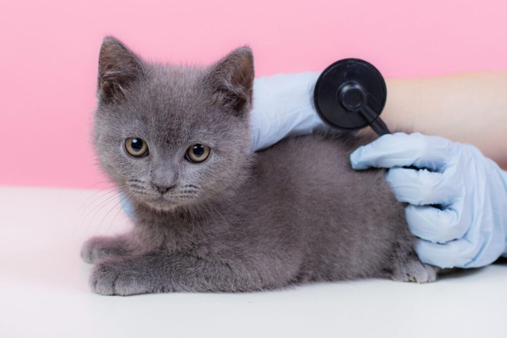 猫風邪子猫:子猫の風邪は危険!症状と対処法 1 e78cabe9a2a8e982aae5ad90e78cabefbc9ae5ad90e78cabe381aee9a2a8e982aae381afe58db1e999baefbc81e79787e78ab6e381a8e5afbee587a6e6b395