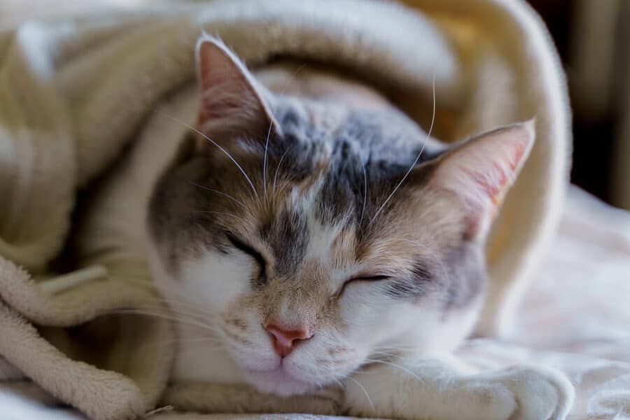 猫風邪治し方: 家庭でできるケアと病院へ行く目安 9 e78cabe9a2a8e982aae6b2bbe38197e696b9 e5aeb6e5baade381a7e381a7e3818de3828be382b1e382a2e381a8e79785e999a2e381b8e8a18ce3818fe79baee5ae89