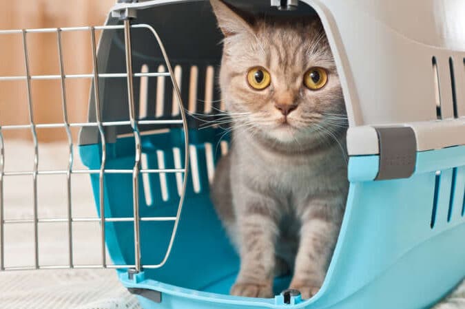 猫飛行機:猫を飛行機に乗せるには? 5 e78cabe9a39be8a18ce6a99fefbc9ae78cabe38292e9a39be8a18ce6a99fe381abe4b997e3819be3828be381abe381afefbc9f