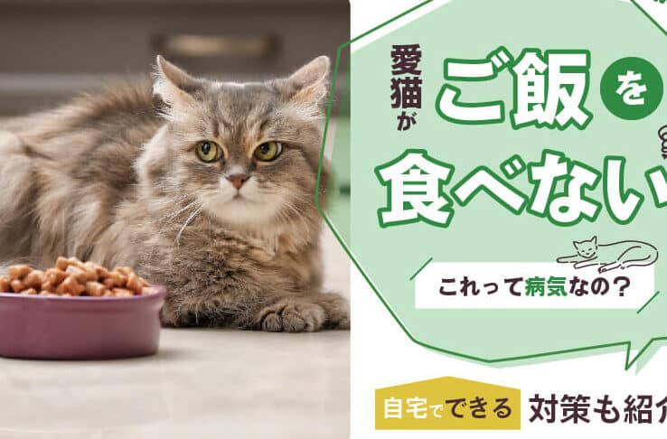 猫食べない:猫がご飯を食べない原因と対処法 5 e78cabe9a39fe381b9e381aae38184efbc9ae78cabe3818ce38194e9a3afe38292e9a39fe381b9e381aae38184e58e9fe59ba0e381a8e5afbee587a6e6b395