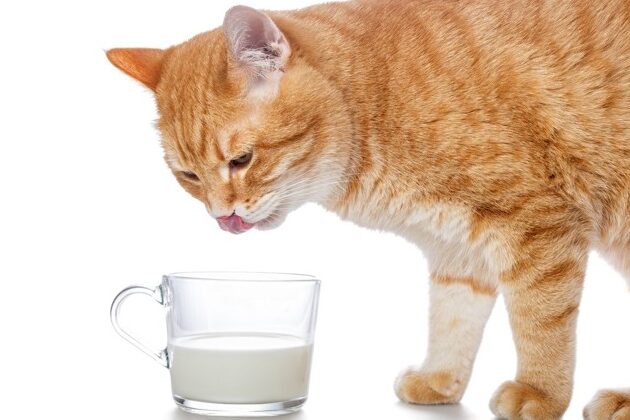 猫飲み物:猫に与えても良い飲み物、ダメな飲み物 1 e78cabe9a3b2e381bfe789a9efbc9ae78cabe381abe4b88ee38188e381a6e38282e889afe38184e9a3b2e381bfe789a9e38081e38380e383a1e381aae9a3b2e381bf