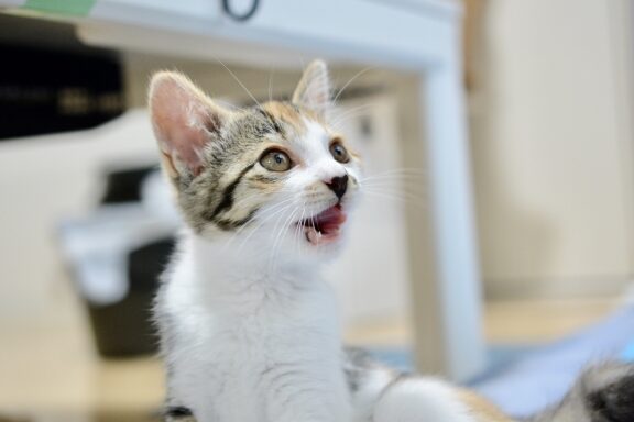 猫飼う後悔:猫を飼って後悔する?しない? 1 e78cabe9a3bce38186e5be8ce68294efbc9ae78cabe38292e9a3bce381a3e381a6e5be8ce68294e38199e3828befbc9fe38197e381aae38184efbc9f