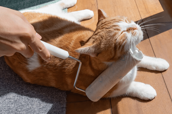 猫首根っこ:猫の首根っこをつかむのはなぜダメ? 5 e78cabe9a696e6a0b9e381a3e38193efbc9ae78cabe381aee9a696e6a0b9e381a3e38193e38292e381a4e3818be38280e381aee381afe381aae3819ce38380e383a1