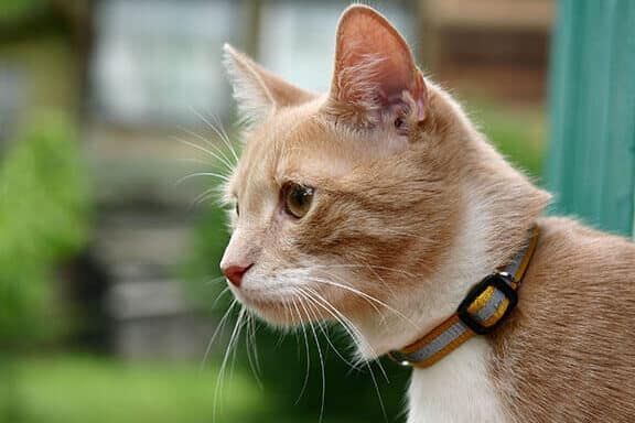 猫首輪:選び方と注意点、安全な首輪とは? 5 e78cabe9a696e8bcaaefbc9ae981b8e381b3e696b9e381a8e6b3a8e6848fe782b9e38081e5ae89e585a8e381aae9a696e8bcaae381a8e381afefbc9f
