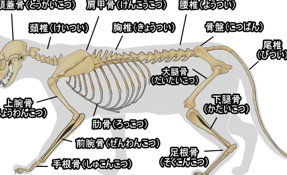 猫骨: 猫の骨格と体の構造 9 e78cabe9aaa8 e78cabe381aee9aaa8e6a0bce381a8e4bd93e381aee6a78be980a0