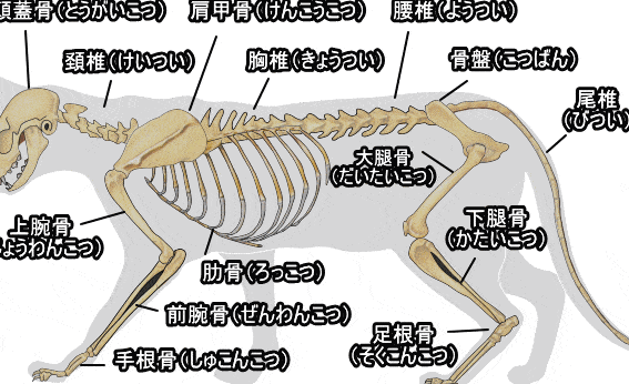 猫骨格|猫の体の構造 1 e78cabe9aaa8e6a0bcefbd9ce78cabe381aee4bd93e381aee6a78be980a0