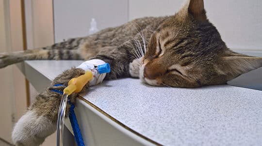 猫fipとは: 致死性の高い猫伝染性腹膜炎 5 e78cabfipe381a8e381af e887b4e6adbbe680a7e381aee9ab98e38184e78cabe4bc9de69f93e680a7e885b9e8869ce7828e