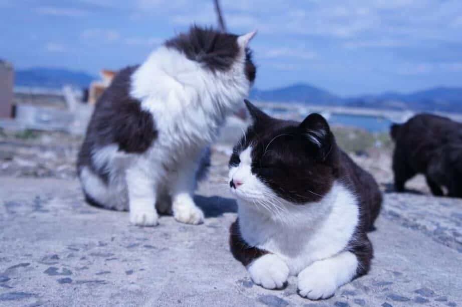田代島猫: 猫の楽園と呼ばれる島の魅力 5 e794b0e4bba3e5b3b6e78cab e78cabe381aee6a5bde59c92e381a8e591bce381b0e3828ce3828be5b3b6e381aee9ad85e58a9b