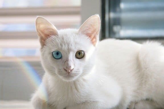 白い猫:人気の理由と種類、性格の特徴 5 e799bde38184e78cabefbc9ae4babae6b097e381aee79086e794b1e381a8e7a8aee9a19ee38081e680a7e6a0bce381aee789b9e5beb4