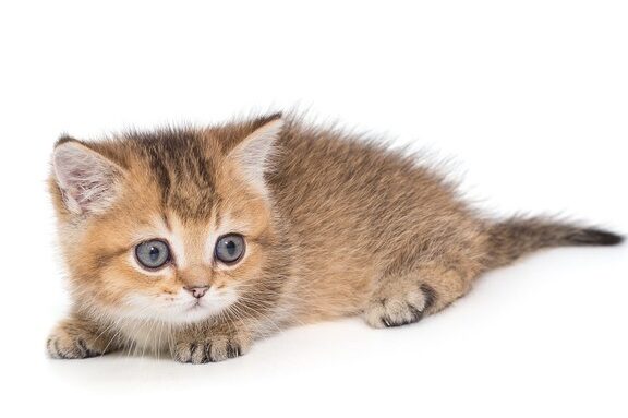 短足猫|人気の短足猫種を紹介 5 e79fade8b6b3e78cabefbd9ce4babae6b097e381aee79fade8b6b3e78cabe7a8aee38292e7b4b9e4bb8b