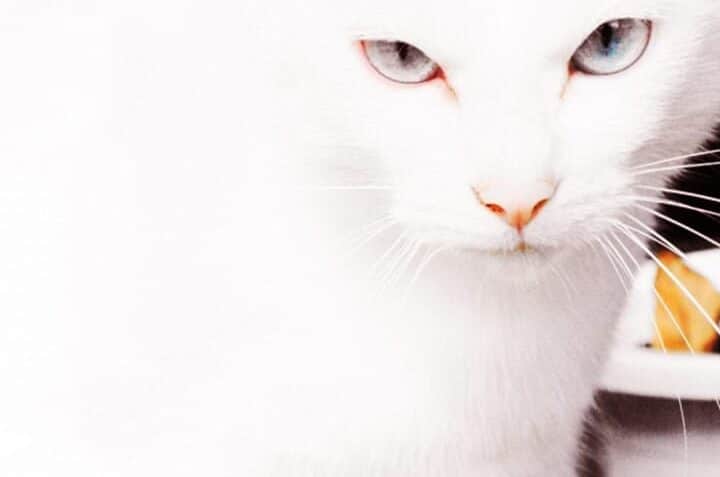 神秘的な輝き!アルビノ猫のすべて 1 e7a59ee7a798e79a84e381aae8bc9de3818defbc81e382a2e383abe38393e3838ee78cabe381aee38199e381b9e381a6