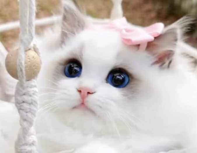綺麗猫:美しい毛並み!綺麗な猫 5 e7b6bae9ba97e78cabefbc9ae7be8ee38197e38184e6af9be4b8a6e381bfefbc81e7b6bae9ba97e381aae78cab