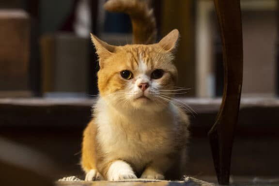 耳をすませば猫: 映画に登場する猫たち 5 e880b3e38292e38199e381bee3819be381b0e78cab e698a0e794bbe381abe799bbe5a0b4e38199e3828be78cabe3819fe381a1