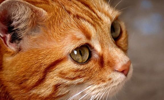 茶色猫: 茶トラなど茶色の猫種 5 e88cb6e889b2e78cab e88cb6e38388e383a9e381aae381a9e88cb6e889b2e381aee78cabe7a8ae