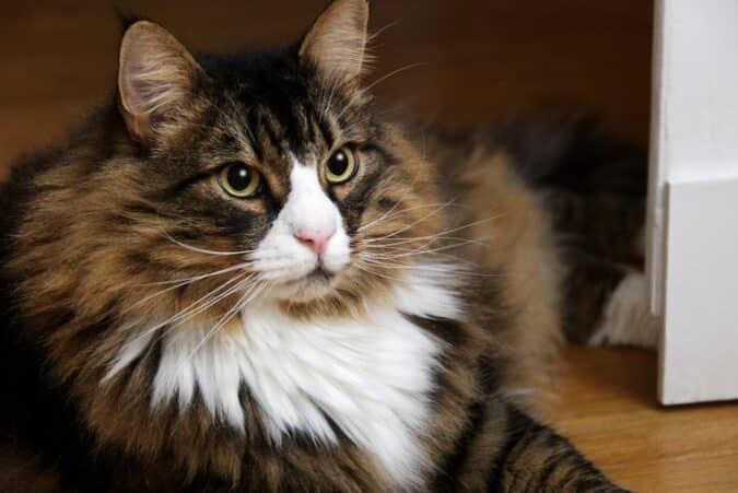 長毛種の猫: 豪華な被毛を持つ猫種をご紹介 1 e995b7e6af9be7a8aee381aee78cab e8b1aae88fafe381aae8a2abe6af9be38292e68c81e381a4e78cabe7a8aee38292e38194e7b4b9e4bb8b