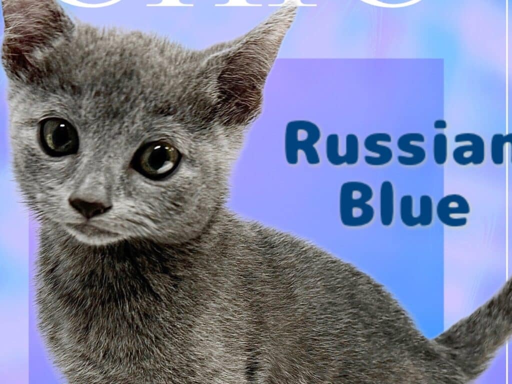 青い猫は実在する?ロシアンブルーなど美しい猫種を紹介 1 e99d92e38184e78cabe381afe5ae9fe59ca8e38199e3828befbc9fe383ade382b7e382a2e383b3e38396e383abe383bce381aae381a9e7be8ee38197e38184e78cab