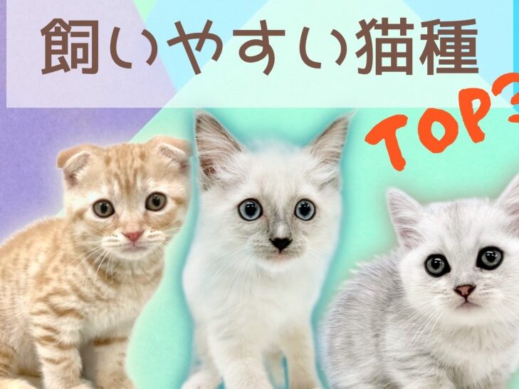 飼いやすい猫|初心者におすすめの猫種 5 e9a3bce38184e38284e38199e38184e78cabefbd9ce5889de5bf83e88085e381abe3818ae38199e38199e38281e381aee78cabe7a8ae