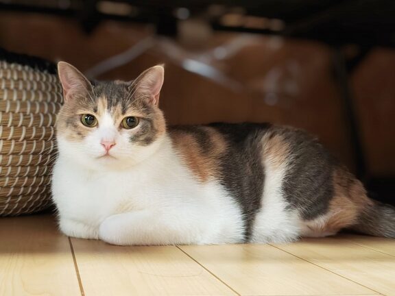 香箱座りの謎!猫が箱座りする理由とは? 1 e9a699e7aeb1e5baa7e3828ae381aee8ac8eefbc81e78cabe3818ce7aeb1e5baa7e3828ae38199e3828be79086e794b1e381a8e381afefbc9f