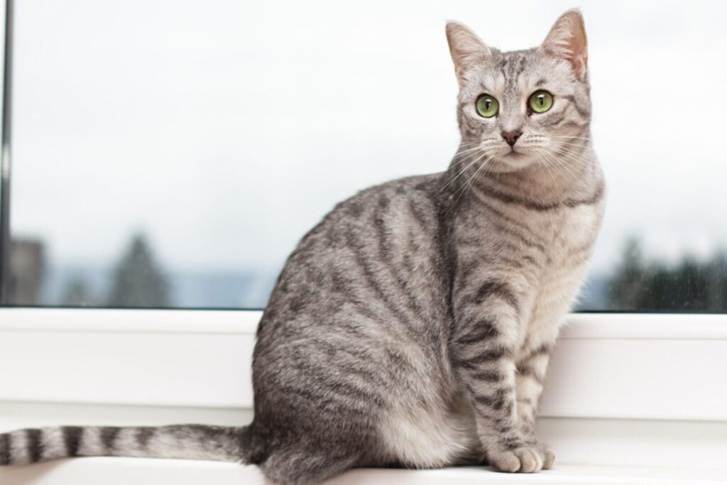 魅惑の美猫!サバ猫の魅力を徹底解剖 1 e9ad85e68391e381aee7be8ee78cabefbc81e382b5e38390e78cabe381aee9ad85e58a9be38292e5beb9e5ba95e8a7a3e58996