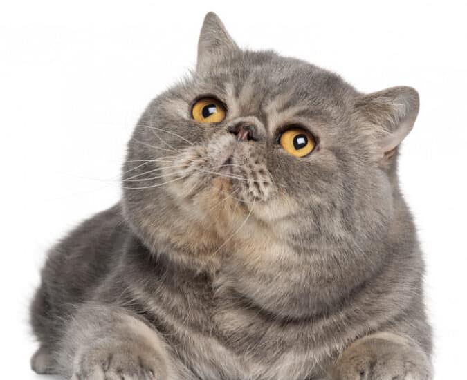 鼻ぺちゃ猫の愛くるしさ炸裂!人気種を一挙紹介 1 e9bcbbe381bae381a1e38283e78cabe381aee6849be3818fe3828be38197e38195e782b8e8a382efbc81e4babae6b097e7a8aee38292e4b880e68c99e7b4b9e4bb8b