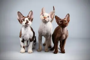デボンレックス 猫:独特な容姿が魅力!デボンレックスの性格と飼い方 1 デボンレックス 猫:独特な容姿が魅力!デボンレックスの性格と飼い方