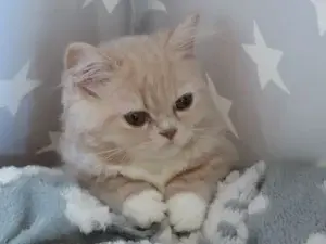 ティーカップ猫:小さくて可愛い!ティーカップ猫の種類と特徴 1 ティーカップ猫:小さくて可愛い!ティーカップ猫の種類と特徴