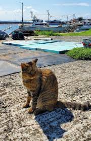 猫の細道:猫好きにおすすめのスポット 9 世界6大猫スポットはどこですか?