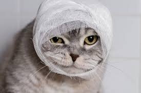 猫に噛まれた:対処法と予防策を紹介 8 猫が怪我した時の対処法は?
