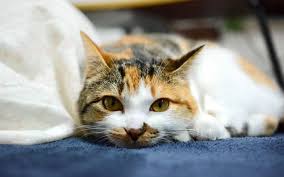 猫赤毛!赤い毛の猫の特徴 8 キャリコ猫の性格は?